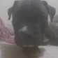 el bobbyto cuando tenia 2 meses